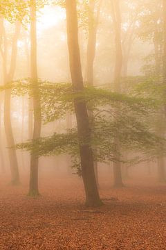 Beech tree forest landscape during a foggy autumn morning with sunlight through the canopy