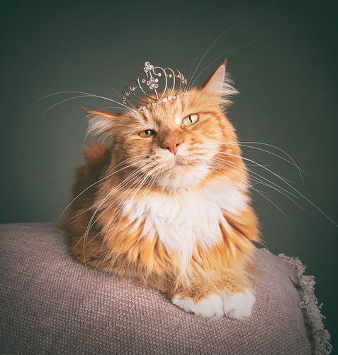 koning Ivar met zijn kroon