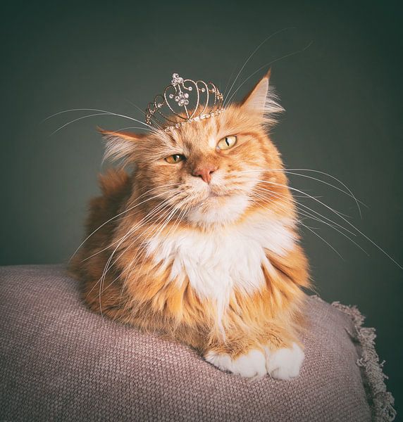 koning Ivar met zijn kroon van mirka koot