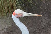 Australian crane