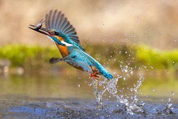 IJsvogel tijdens de vlucht van Dennis Eckert