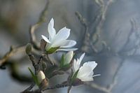magnolia blanc