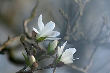 Anmut in Weiß: Eine Nahaufnahme der zarten Blüten einer weißen Magnolie von PHOTOGENIQUE