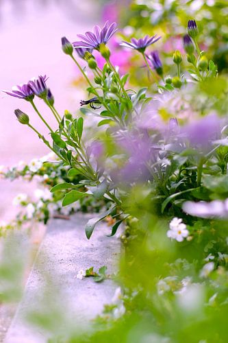 Les fleurs d'été dans la ville