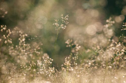 Bokeh in der Natur