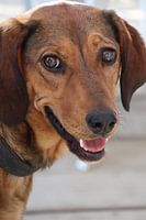 Happy dog