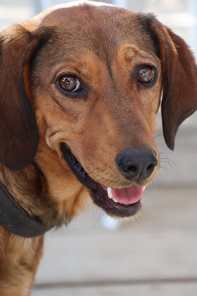 Chien heureux par Dilek Kor