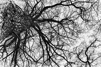 Das Licht durch die Krone