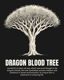 Minimalistische poster met lijntekening van de drakenbloedboom – zwarte editie van moveit store