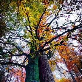 Quand les arbres rêvent sur Pia Schneider