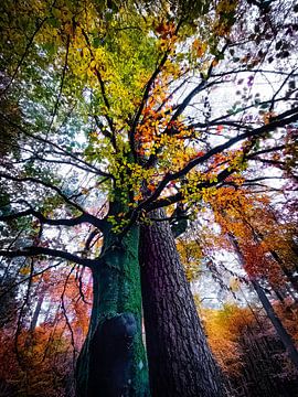 Quand les arbres rêvent