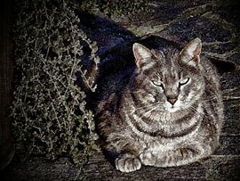 Cat In The Shadows by Dorothy Berry-Lound