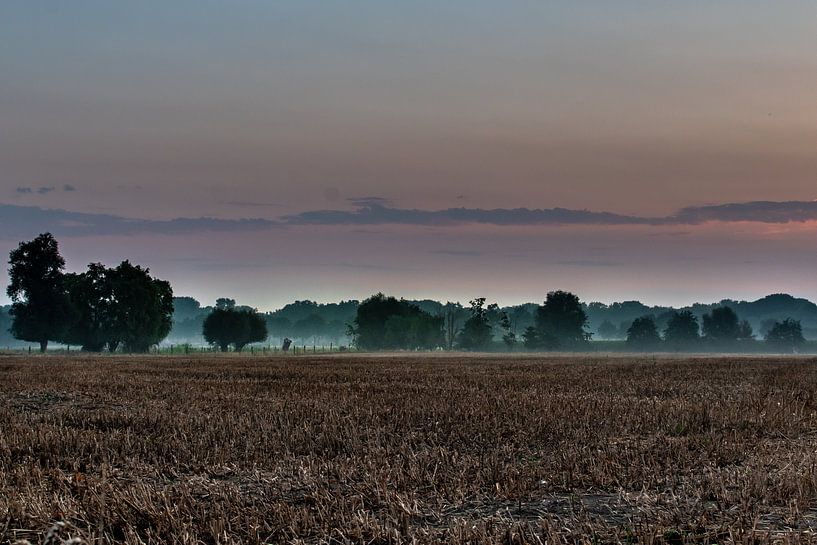 Morning glory by J. De Craemer