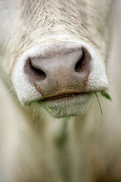 Snuit van een koe met grassprietje in mondhoek van Caroline van der Vecht