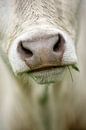 Snuit van een koe met grassprietje in mondhoek van Caroline van der Vecht thumbnail