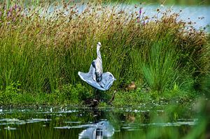 Blauwe Reiger. von Harrie Timmermans