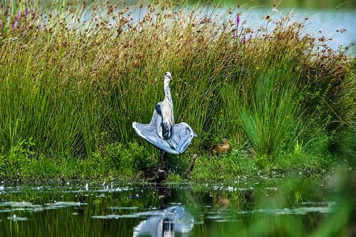 Blauwe Reiger.