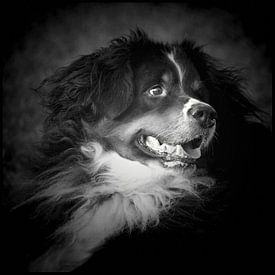 Bernese Mountaindog sur Anja Jooren