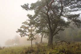 Brouillard épais dans la réserve naturelle de Stiegelesfels près de Fridingen dans le parc naturel du Haut-Danube sur BlattArt - Christine Horn