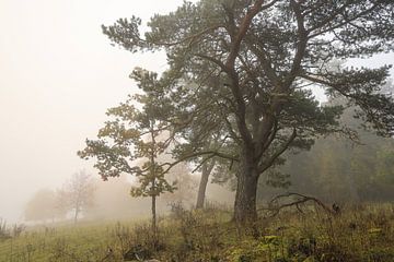 Dense fog in the Stiegelesfels nature reserve near Fridingen in the Upper Danube Nature Park by BlattArt - Christine Horn