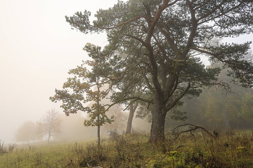 Dichte mist in het natuurreservaat Stiegelesfels bij Fridingen in het natuurpark Opper-Donau
