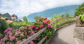 Seeuferweg Brienzerweg mit blühenden Hortensien von SusaZoom
