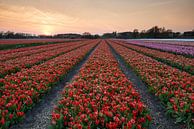 Dutch Fields par Raoul Baart Aperçu