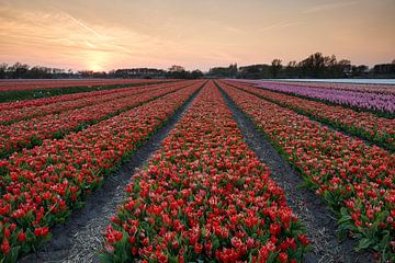 Dutch Fields by Raoul Baart