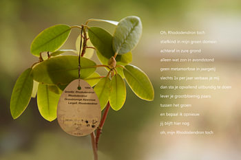 rhodondendron