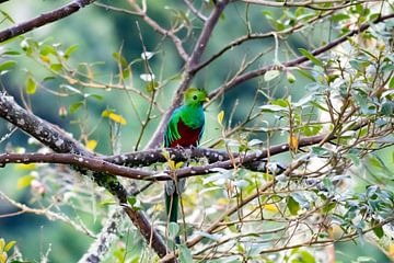 Quetzal van Merijn Loch