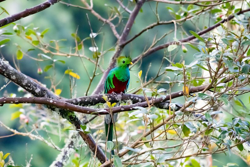 Quetzal von Merijn Loch