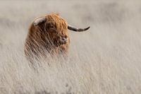 Schottischer Highlander im langen Gras