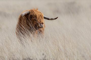 Schotse Hooglander in het Lange Gras van Nature by Micha