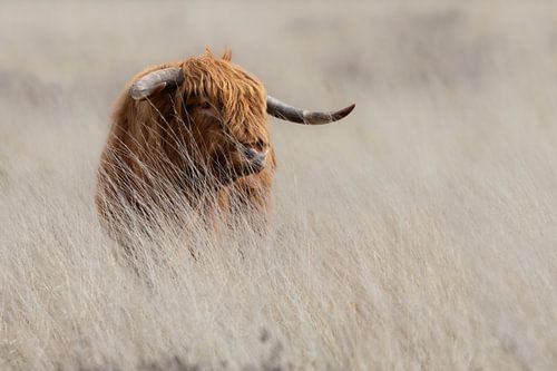 Scottish Highlander in the Long Grass