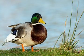 On the Waterline by Johan Savelkoul