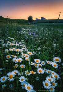 Gänseblümchen Flower Power_II