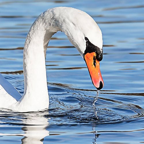 Zwaan tilt kop op uit het water