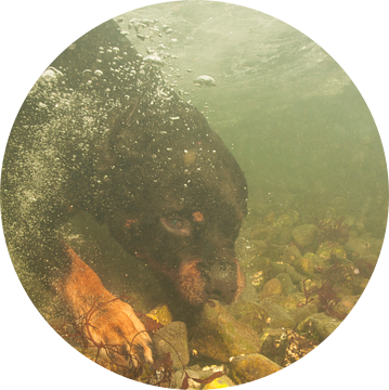 Rottweiler onderwater van Annelies Cranendonk