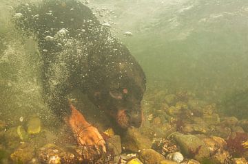 Rottweiler onderwater van Annelies Cranendonk