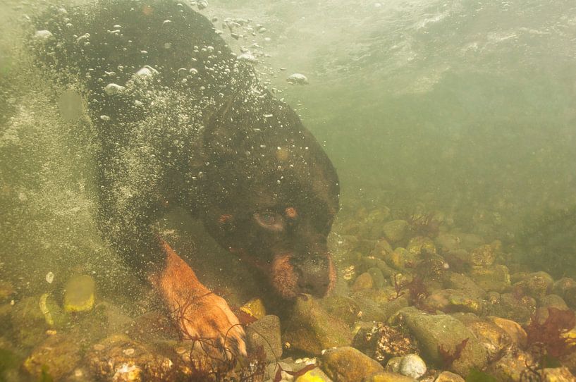 Rottweiler onderwater von Annelies Cranendonk