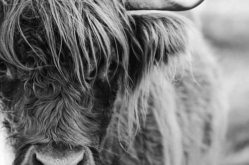 Kop van Schotse hooglander in zwart wit close up