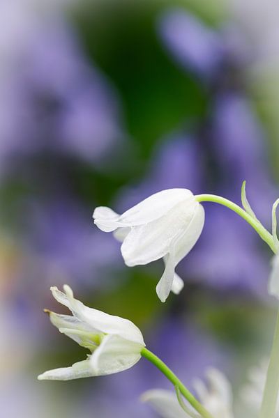 Dromerige Close up van Witte Boshyacint, Scilla Campanula van Patrick Verhoef