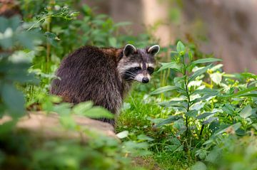 A raccoon sits in the green forest by Mario Plechaty Photography