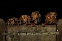 Groep honden die over de staldeur kijkt