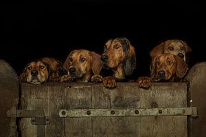 Groupe de chiens surveillant la porte de la grange sur Caroline van der Vecht