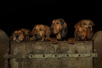 Groupe de chiens surveillant la porte de la grange