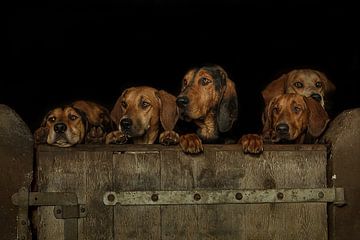 Group of dogs looking over the barn door by Caroline van der Vecht