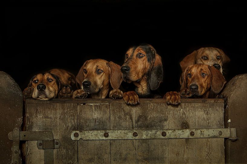 Groep honden die over de staldeur kijkt van Caroline van der Vecht