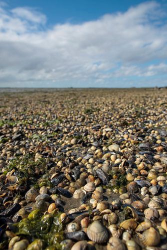 Schiermonnikoog – Shells as far as the eye can see