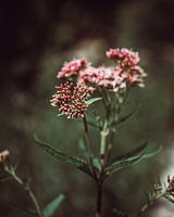 Gros plan sur les fleurs rougeâtres